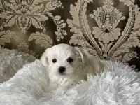 Мальтийская болонка мини, фотография 5