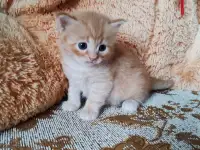 Британские котята, фотография 2