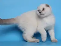 Шотландские котята, фотография 2