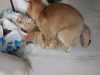 Шотландский кот вязка, фотография 2