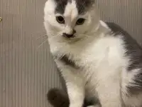 Котенок в дар, фотография 2