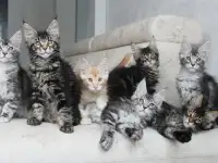 Мейн-кун котята, фотография 6