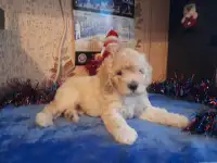 Той пуделя щенки, фотография 2