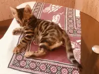 Бенгальские котята, фотография 6