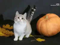 Манчкин  девочка, фотография 2