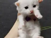 Кот и котята, фотография 4