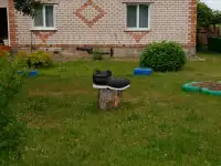 Продам дом, деревня Приямино, Борисовский район, Минская область, фотография 9