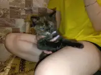 Британский котенок-девочка черепашьего окраса, фотография 4