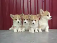 Щенки Корги Продажа, фотография 4