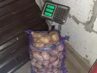 Картофель гродно