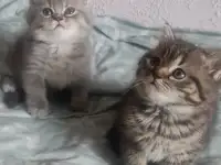 Скотиш страйт