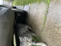 Найден кот, фотография 3