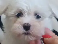 Мальтийской болонки щенки