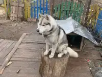 Хаски 2 год