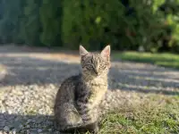 Котята в добрые руки, фотография 3