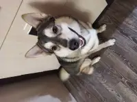 Отдам бесплатно, фотография 3