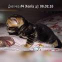 Бенгальские котята