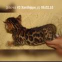 Бенгальские котята, фотография 2