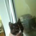 Котёнок., фотография 4