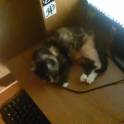 Котёнок., фотография 5