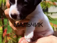 Продам щенков Джек Рассел терьера, фотография 4