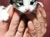 Маленькие кошечки