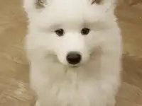 Высокопородные девочки самоеда для семьи и выставок ждут свою семью, фотография 5