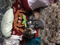 Отдадим котят в хорошие руки