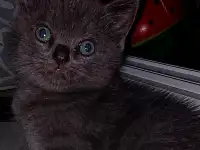 Котята британцы, фотография 6