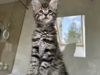 Крупный мальчик мейн-кун