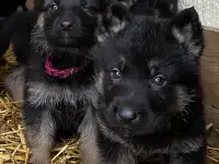 Щенки чёрной немецкой овчарки, фотография 2