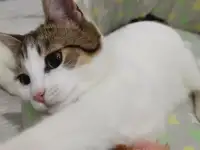 Отдам в добрые руки, фотография 10