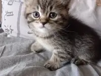 Продам британских котят, фотография 3