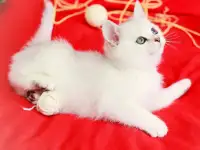 Британские котята