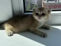 Шотландский котенок золотая шиншилла, фотография 2