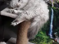 Кошечка, фотография 2