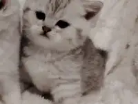 Шотландские котята., фотография 8
