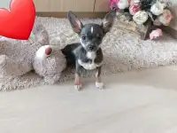 Мини чихуахуа ,мальчик.