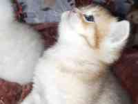 Шотландские котята, фотография 2