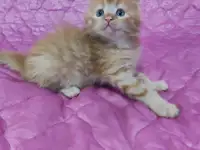 Мейн-Кун