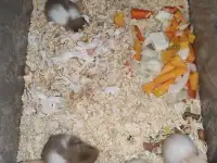 Красивые молоденькие хомячки, фотография 4