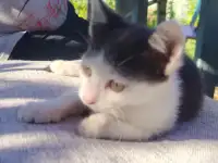 Милые котята ищут дом, фотография 2