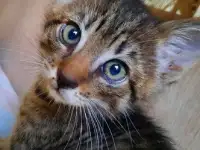 Котенок в Добрые Руки =^._.^=, фотография 6