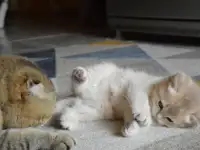 Шотландские прямоухие котята, фотография 8
