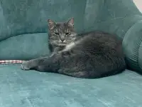 Очаровательный кот Василий в дар, фотография 6