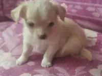 Щенки чихуа хуа