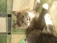 Котята в добрые руки, фотография 4