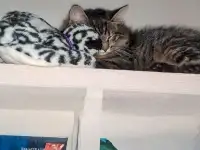 котенок, фотография 11