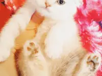 Шотландские вислоухие котята, фотография 6