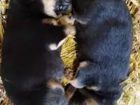 Щенки немецкой овчарки, фотография 2